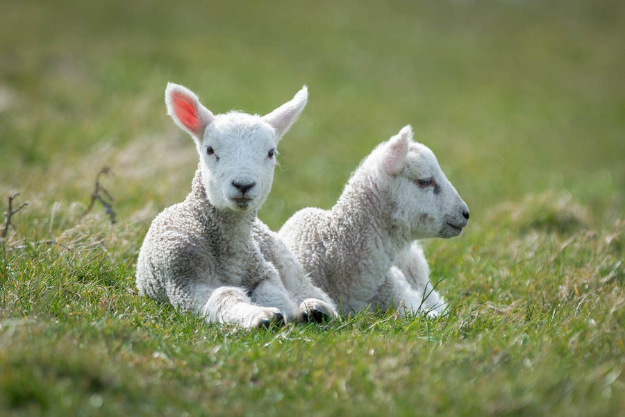 Lamb White Pair On Grass Field Wallpaper