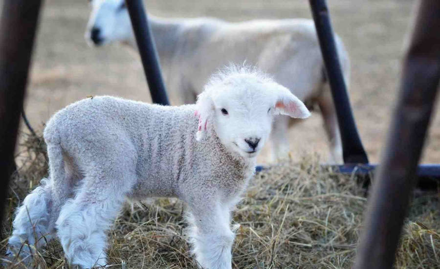 Lamb With Hay In Wooden Fence Wallpaper