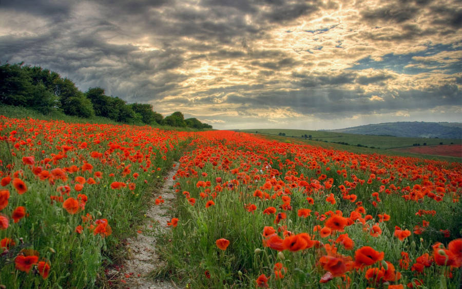 Lancaster Poppy Field Wallpaper