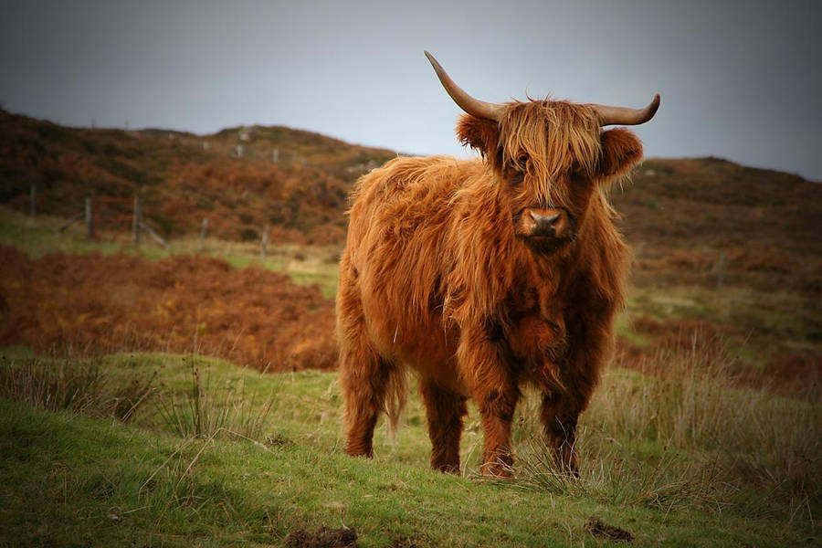 Large Highland Cow Wallpaper