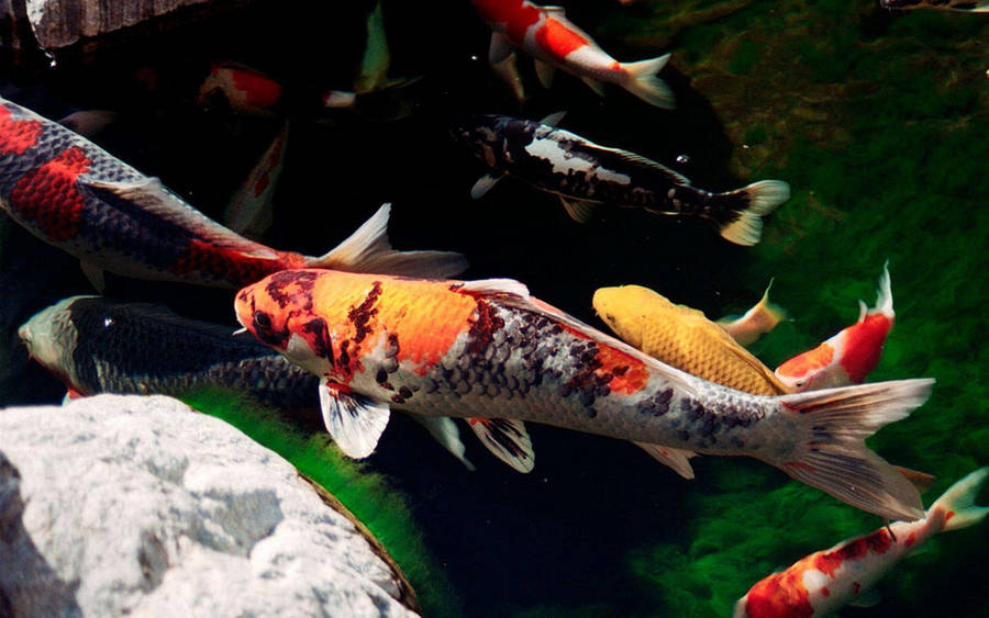 Large Koi Fish Wallpaper