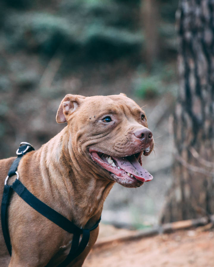 Large Pitbull With Black Leash Wallpaper