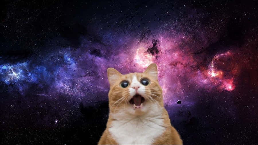 Launch Your Dreams - A Cat Reaching For The Stars Wallpaper