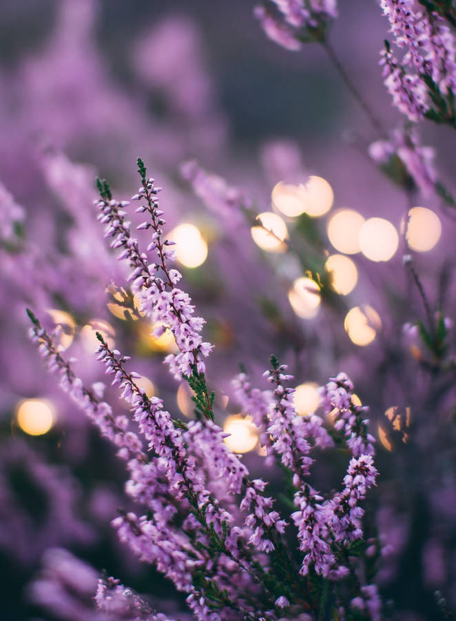 Lavandula Plants In Full Bloom Iphone Wallpaper