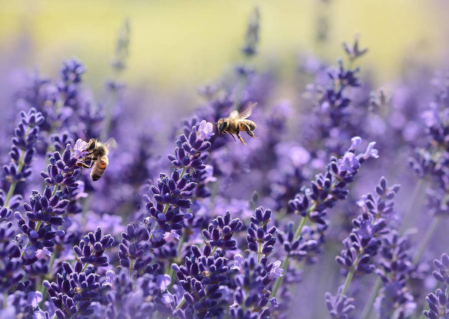 Lavender And Bees Wallpaper