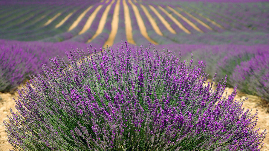 Lavender Bushes Field Wallpaper