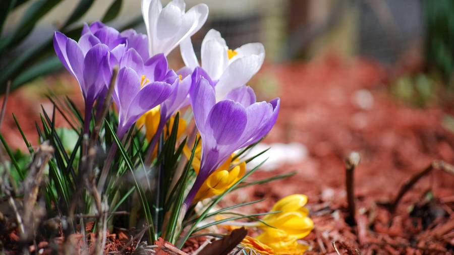 Lavender Crocuses Spring Wallpaper