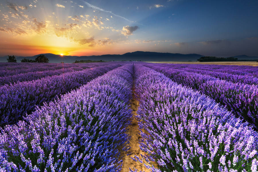 Lavender Field At Sunset Horizon Wallpaper