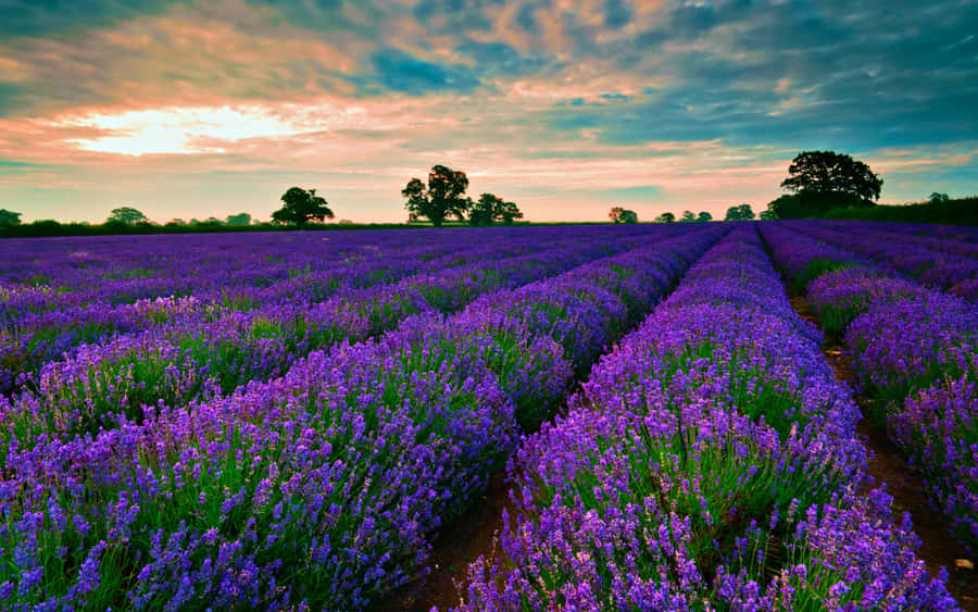 Lavender Field Under Cloudy Skies Wallpaper