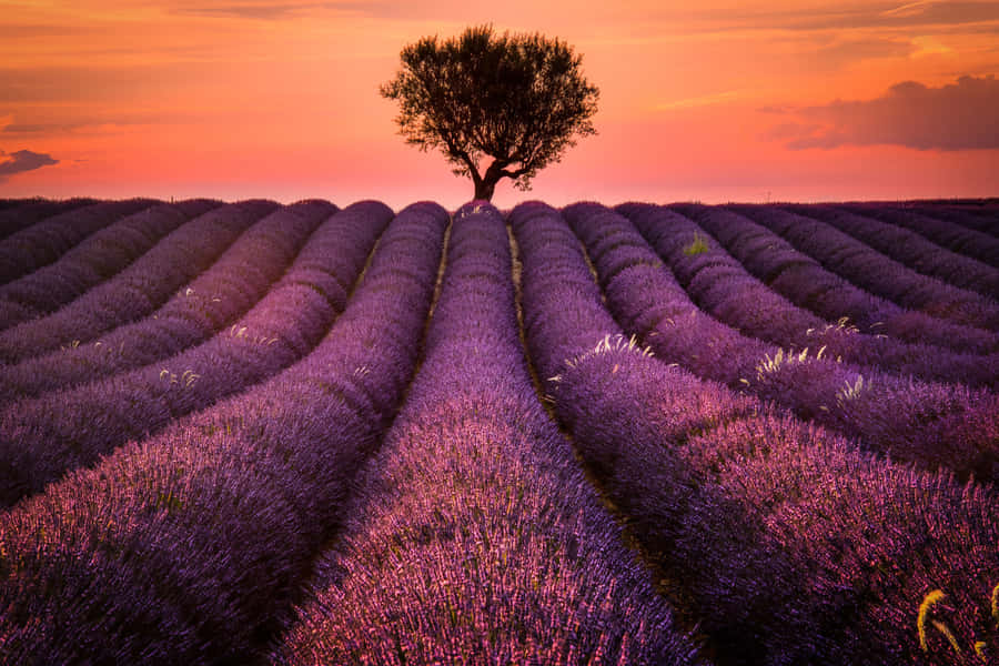 Lavender Field Under Peach Dusk Skies Wallpaper