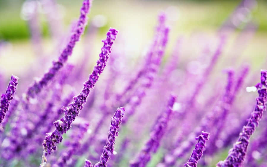 Lavender Purple Stalks With Long Stem Wallpaper