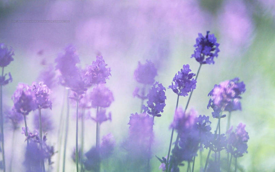 Lavenders Purple Flowers Soft Focus Shot Wallpaper