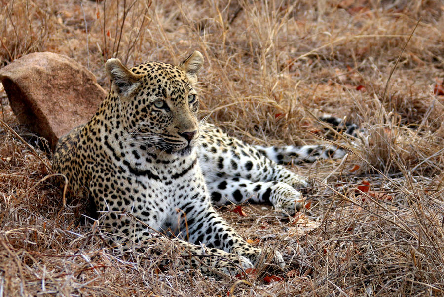 Lazy Leopard Relaxing Wallpaper