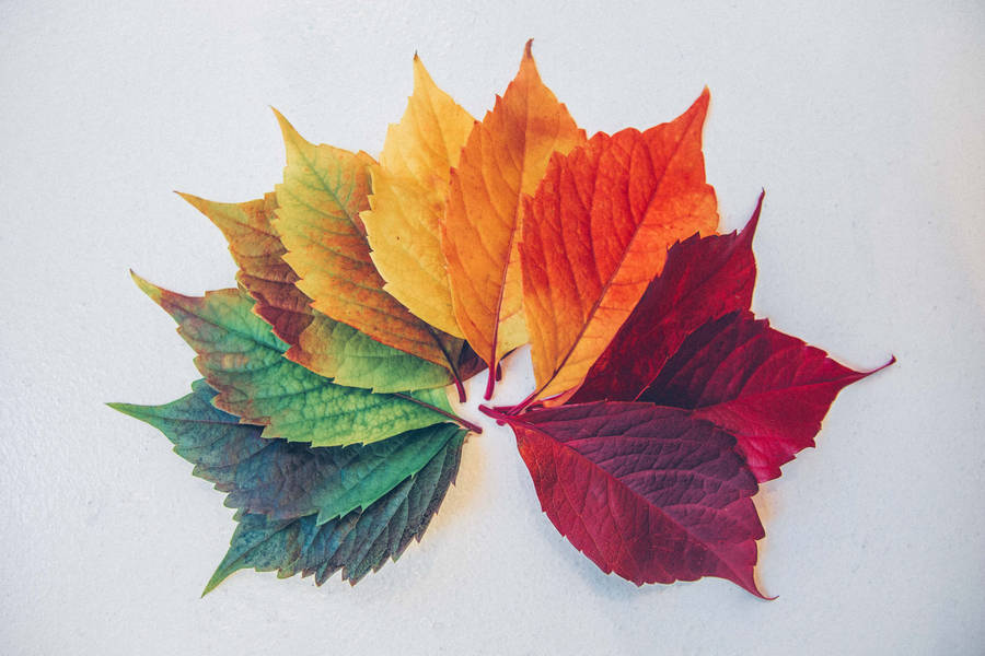 Leaf In Ombre Colors Wallpaper