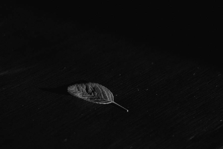 Leaf On Black Pc Wallpaper