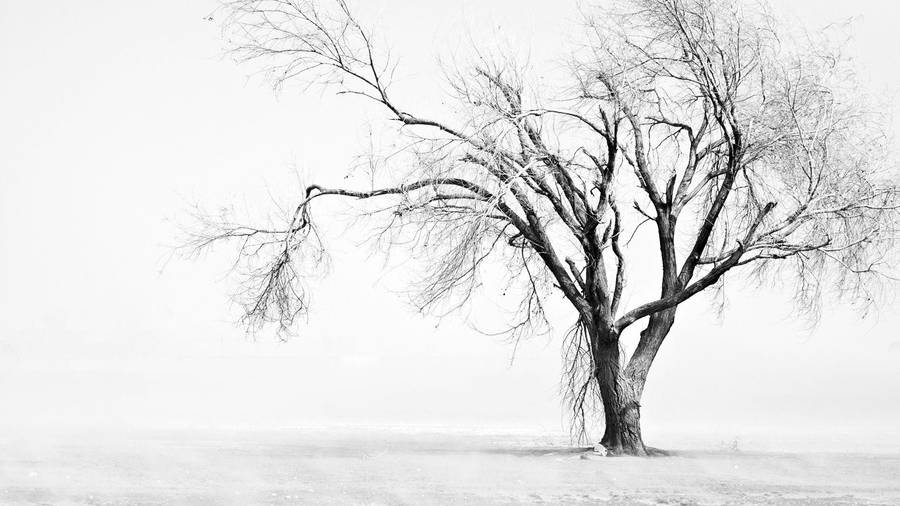 Leafless Tree White Background Wallpaper