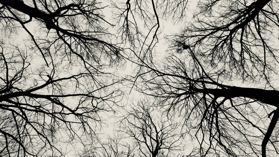 Leafless Trees Black Aesthetic Wallpaper