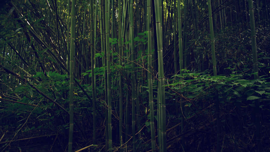 Leafy Bamboo Forest Wallpaper