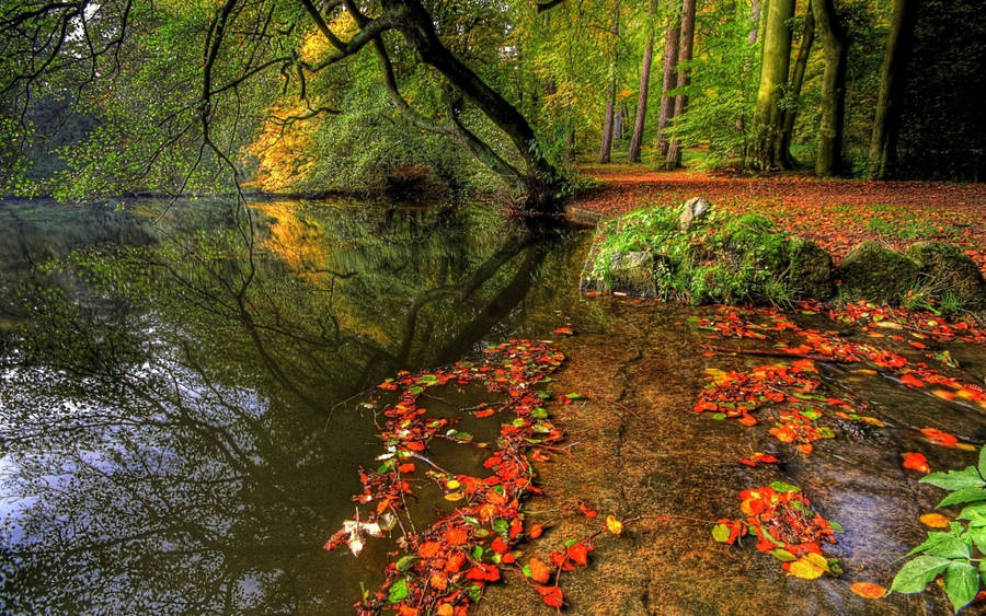 Leaning Tree On The Riverside Wallpaper