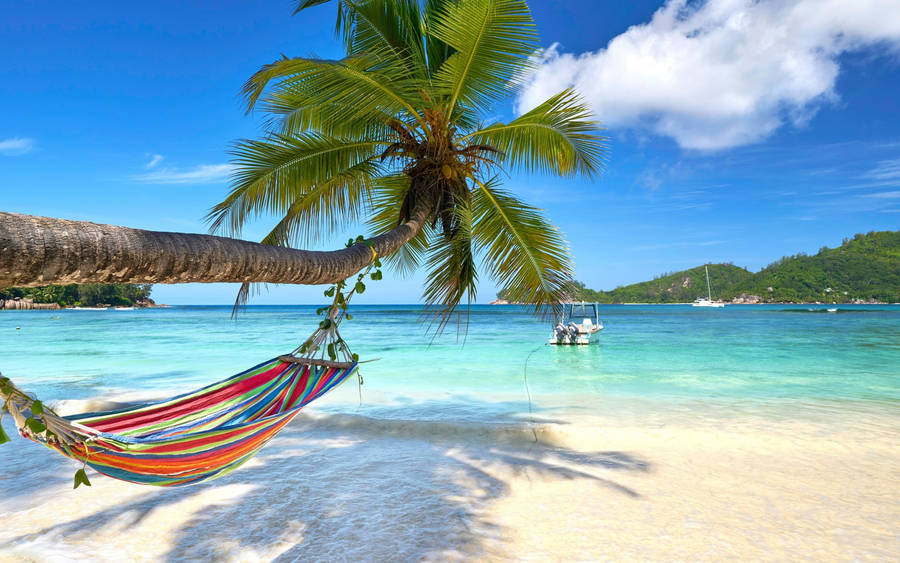 Leaning Tree With Hammock Tropical Desktop Wallpaper