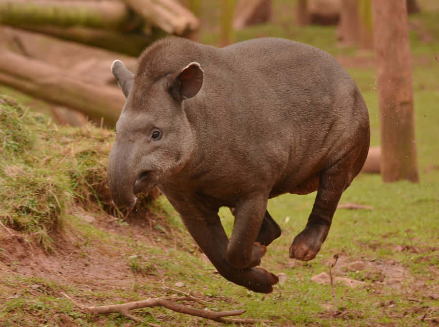 Leaping Tapirin Motion Wallpaper