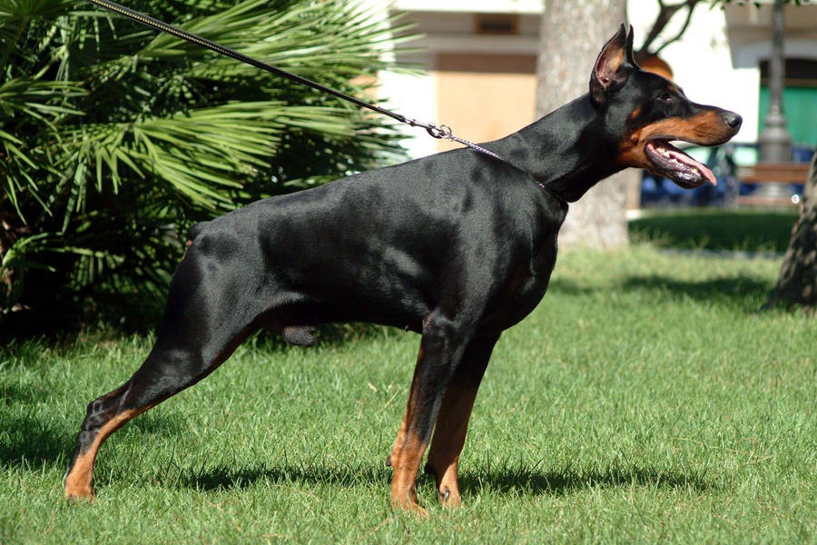 Leashed Doberman Pinscher Wallpaper