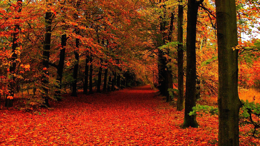 Leave Covered Road Fall Wallpaper