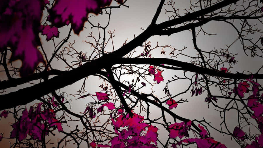 Leaves Of Pink Trees Up-close Wallpaper