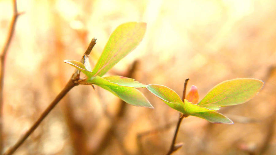 Leaves On A Twig Cute Computer Wallpaper