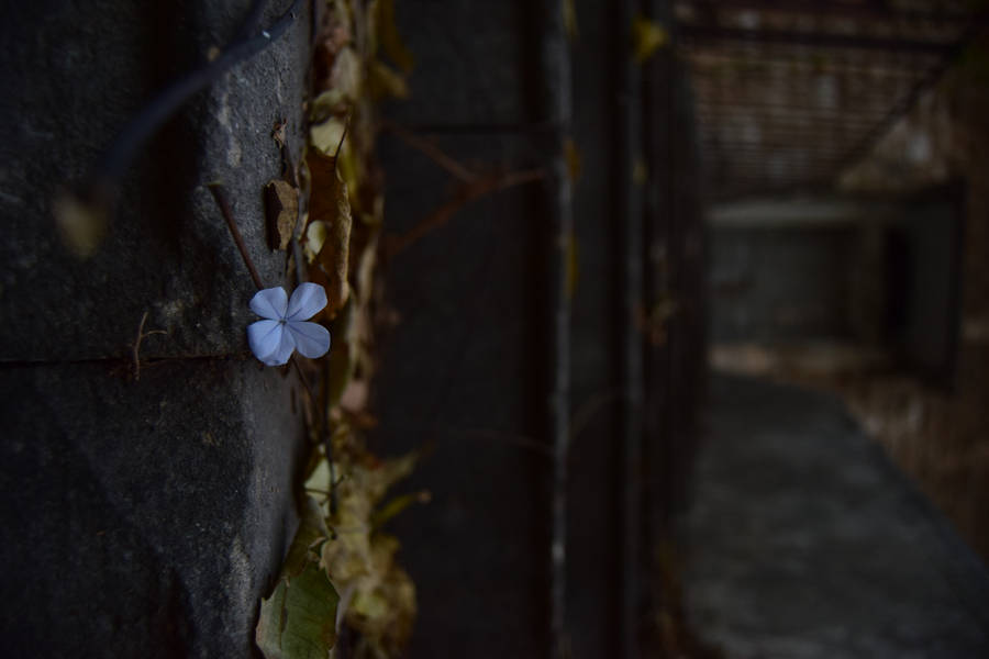 Lebanon Ground White Flower Wallpaper