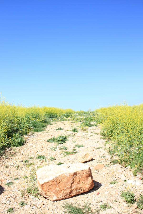 Lebanon Rocky Grassland Wallpaper