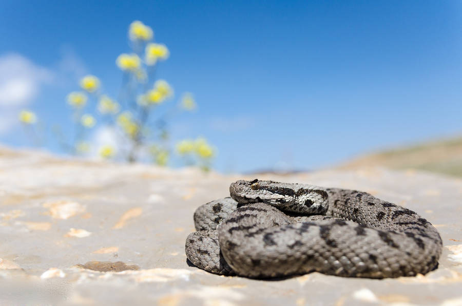 Lebanon Viper Blue Sky Wallpaper