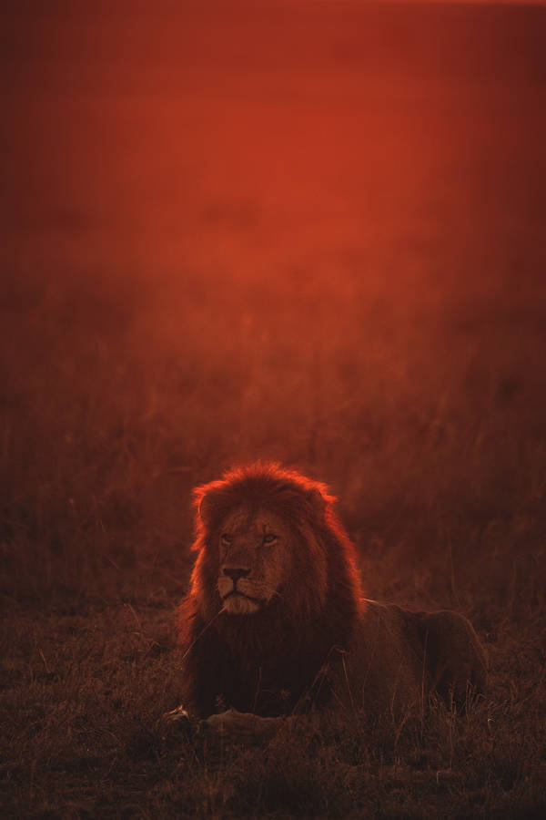 Lenovo Tablet Screensaver Image Of Lion Wallpaper