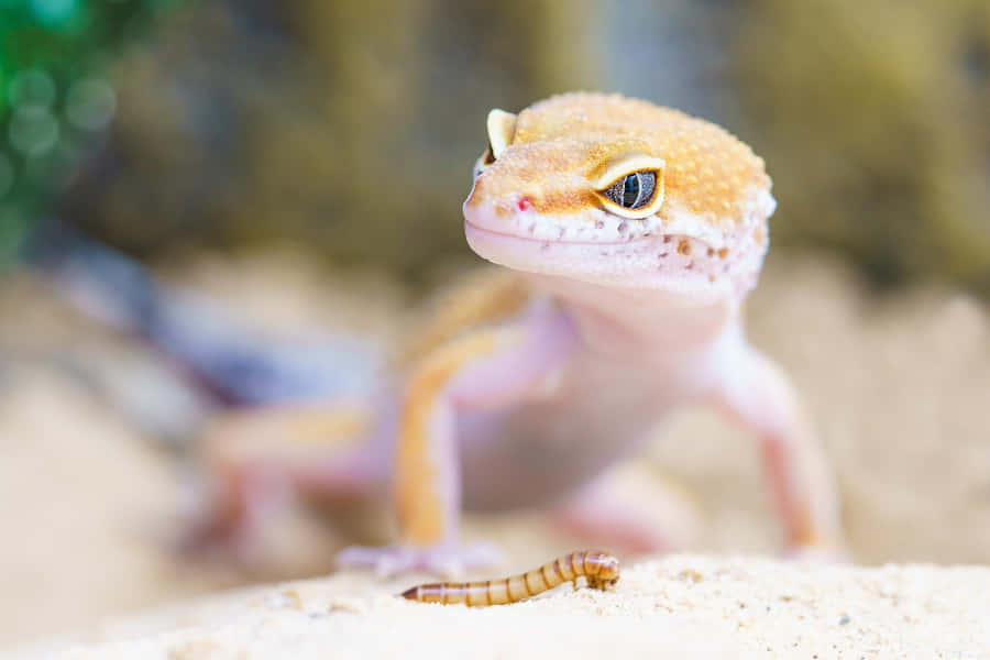 Leopard Geckoand Mealworm.jpg Wallpaper