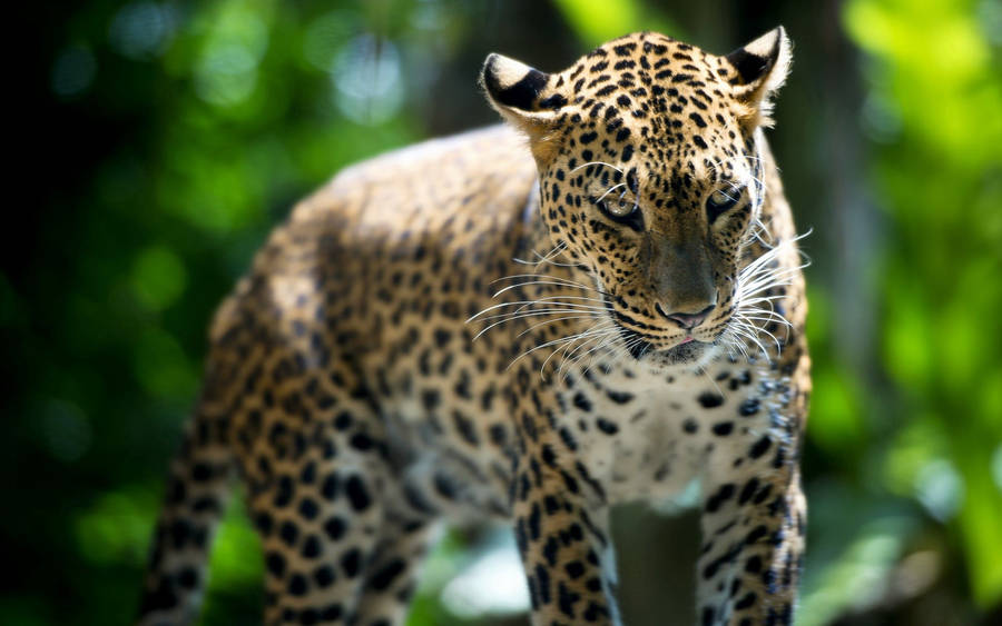 Leopard In The Forest Hd Wallpaper