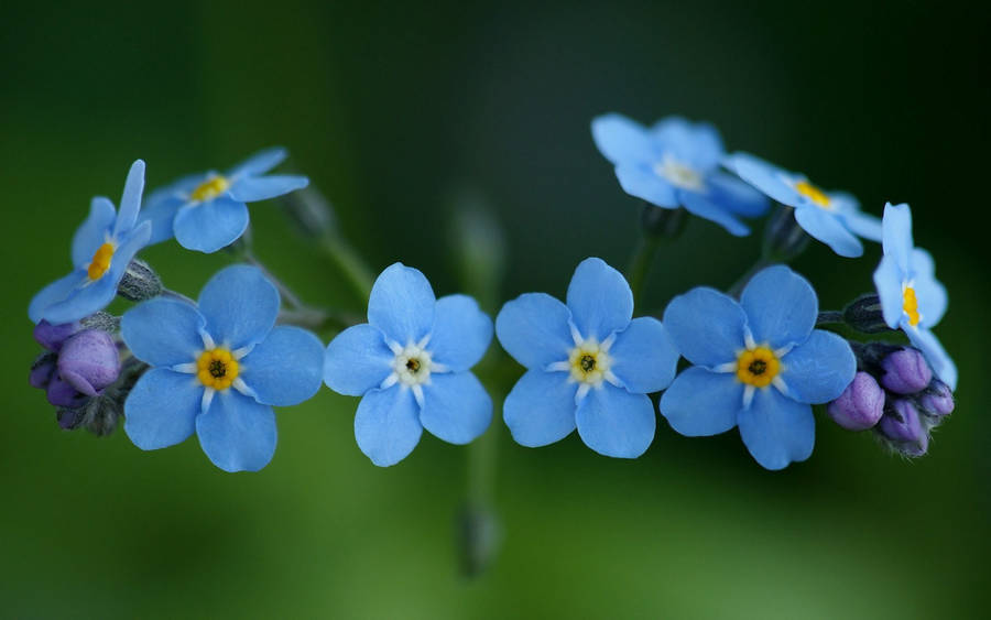 Light Blue Forget Me Not Flowers Wallpaper