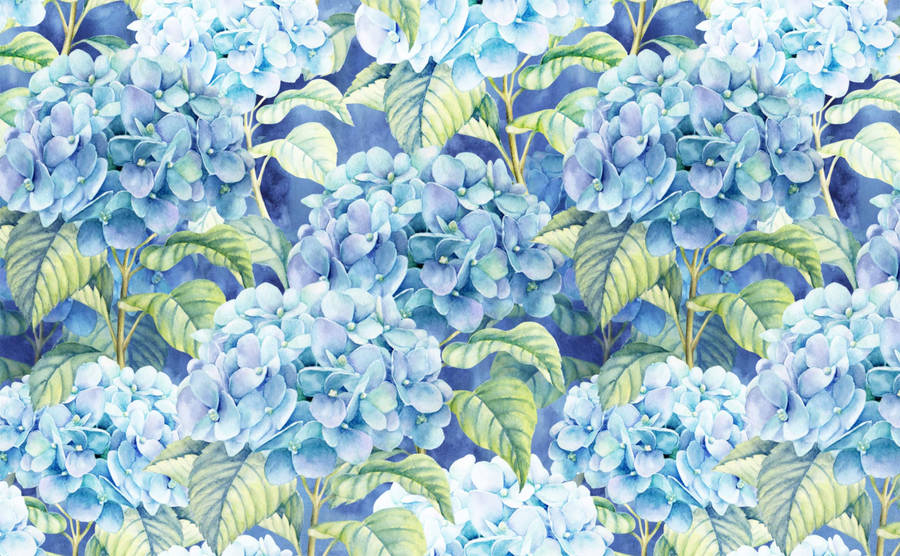 Light Blue Hydrangea Illustration Wallpaper