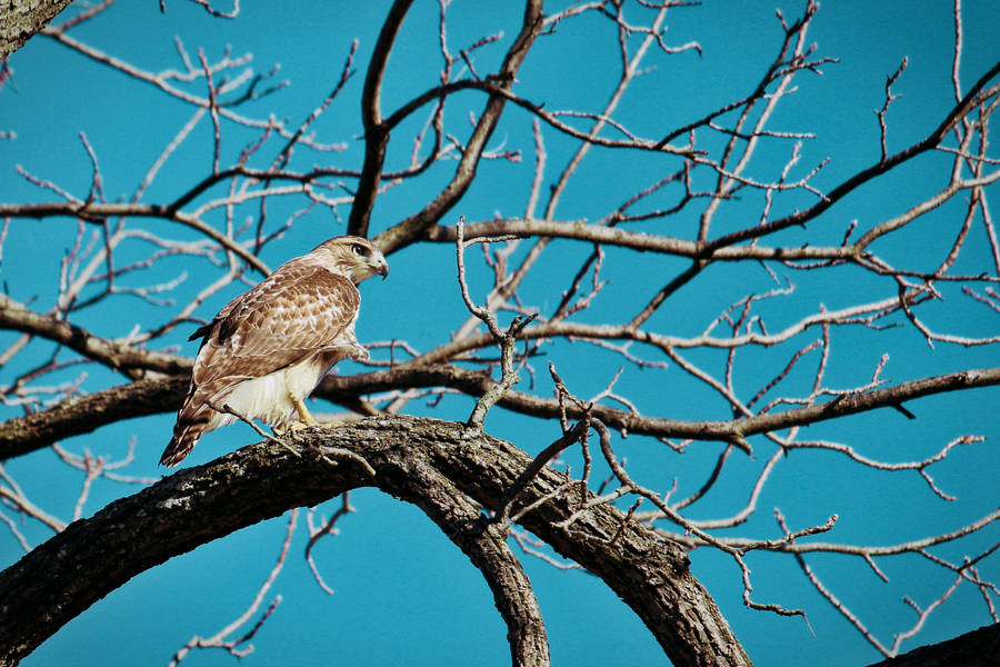 Light Brown Falcon On Tree Wallpaper