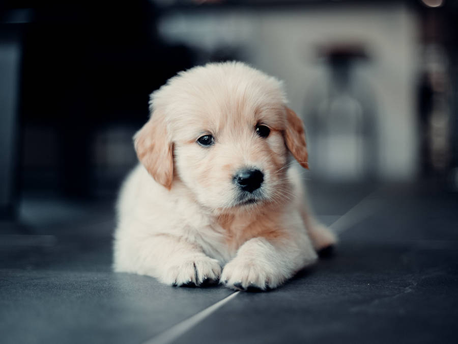 Light Brown Golden Retriever Puppy Wallpaper