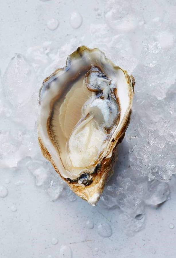 Light Brown Oyster On Ice Wallpaper