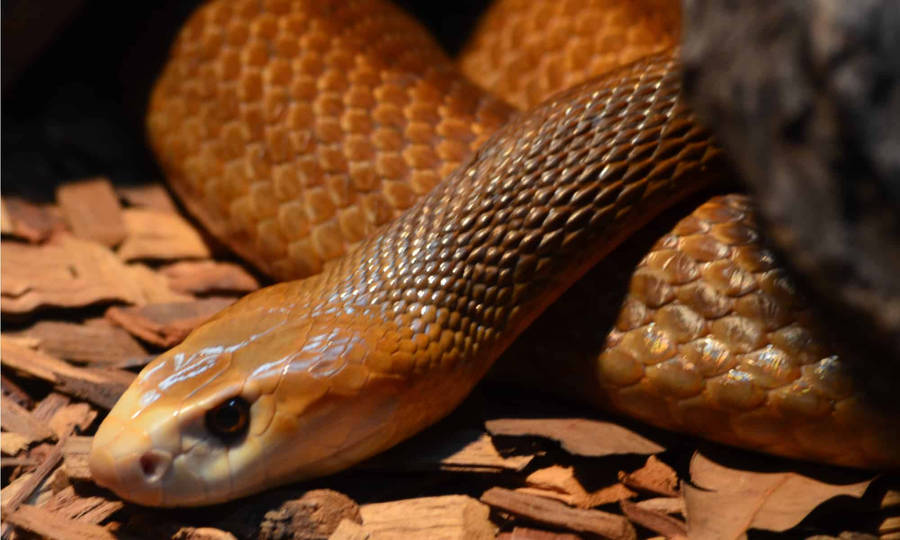 Light Brown Venomous Taipan Wallpaper