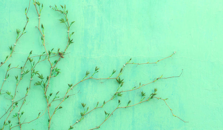 Light Green Aesthetic Vines Wallpaper