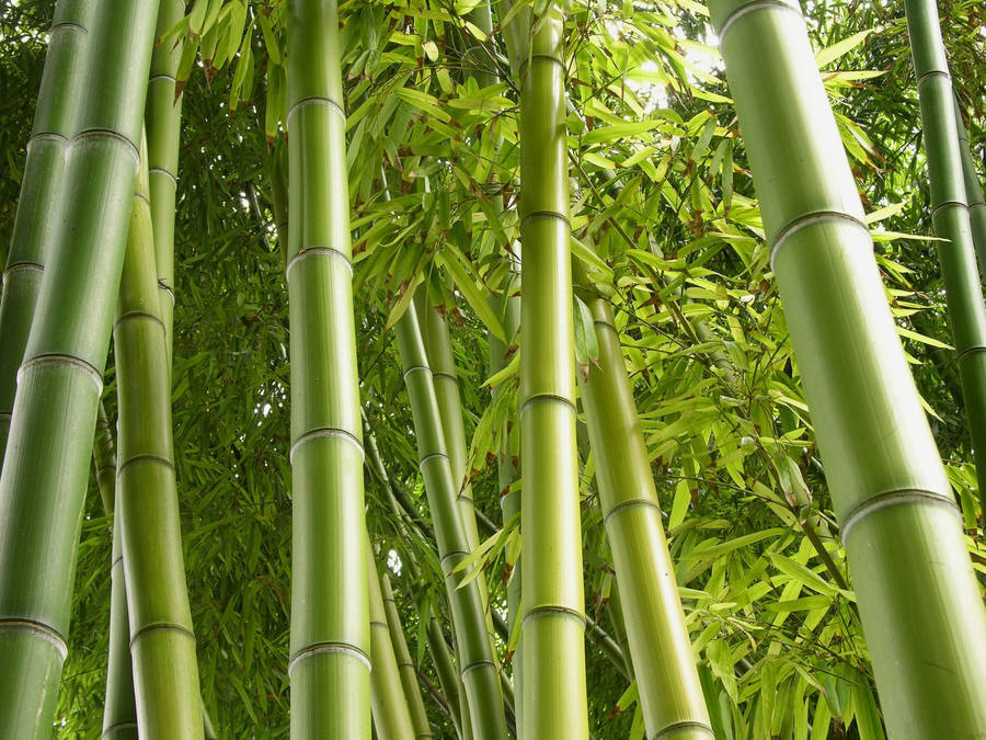 Light Green Bamboo Hd Wallpaper