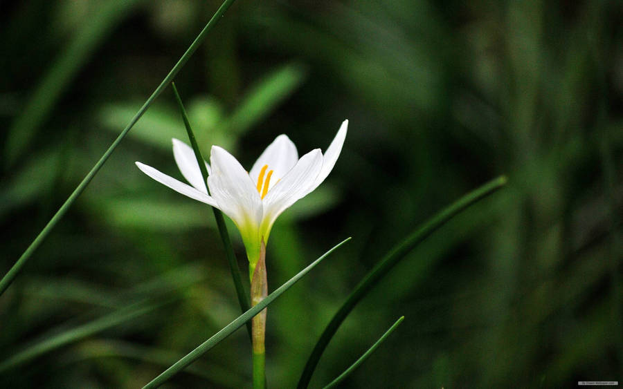 Light Green Base Macro Flower Wallpaper