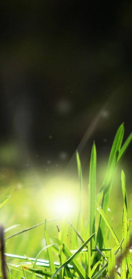 Light Green Nature Phone Wallpaper