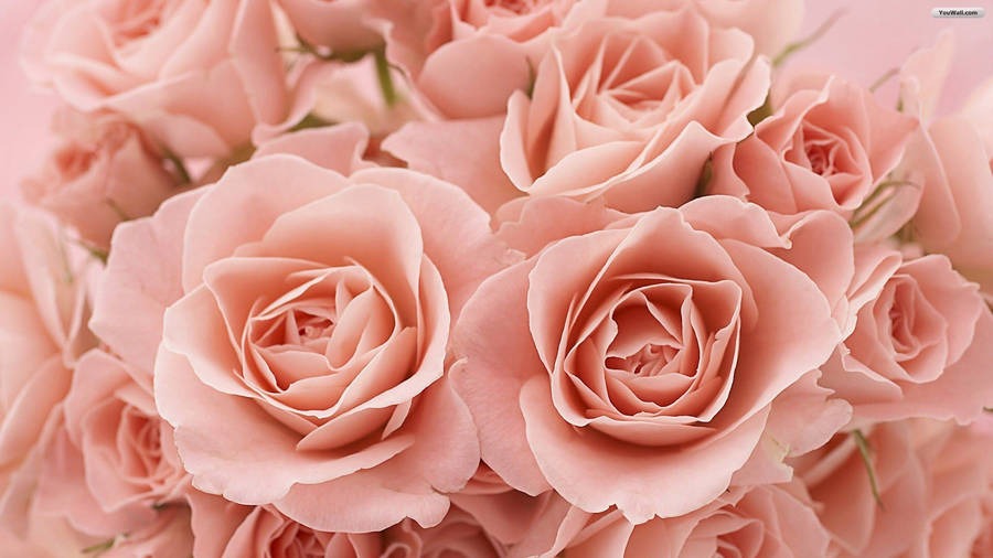 Light Pink Rose Aesthetic Wallpaper