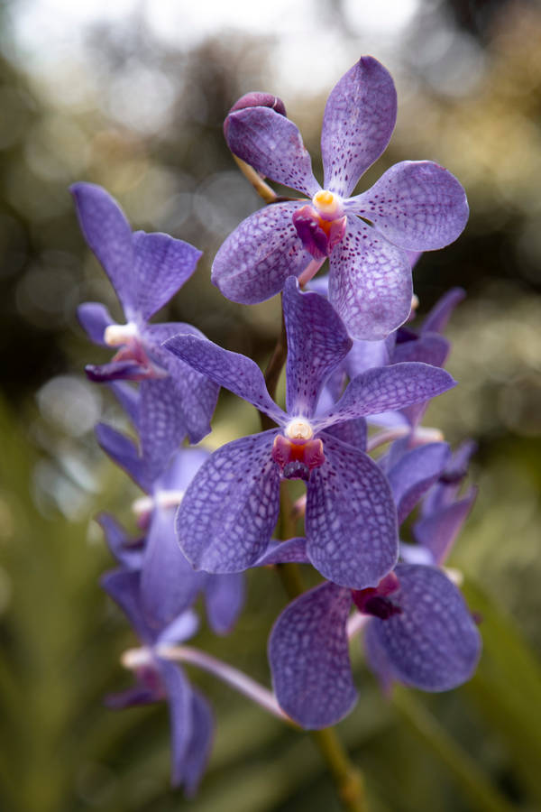 Light Purple Orchid Wallpaper