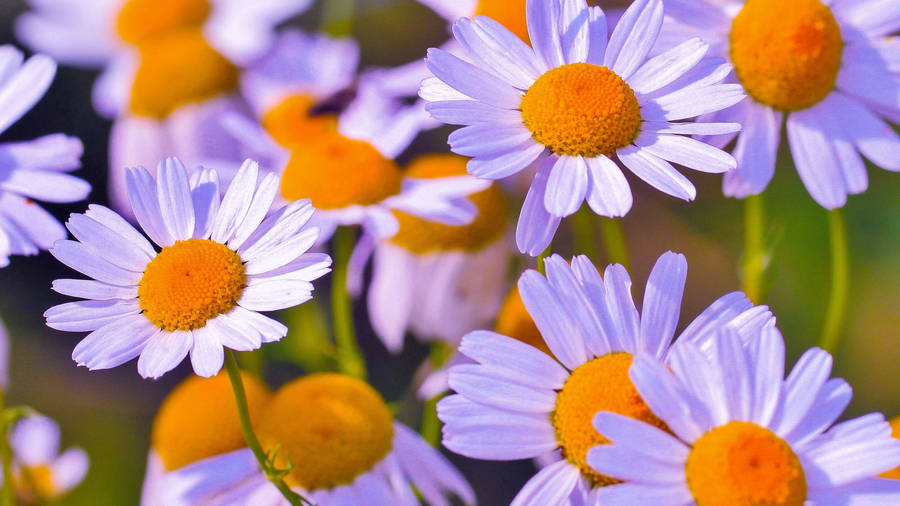 Light Violet Daisy Aesthetic Wallpaper