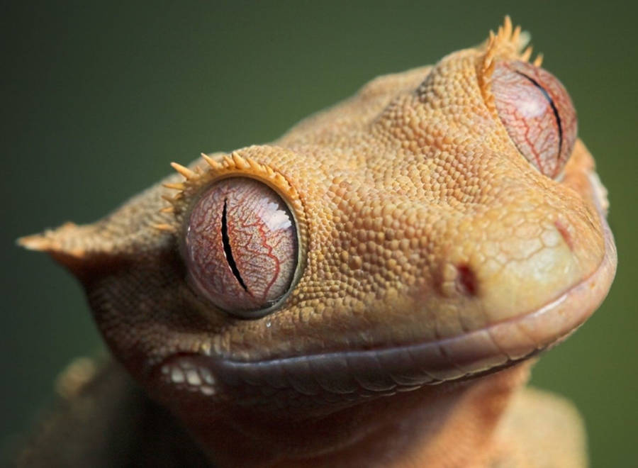 Light Yellow Crested Gecko Wallpaper