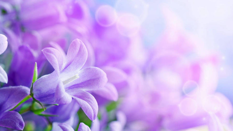 Lilac Light Purple Flowers Art Wallpaper